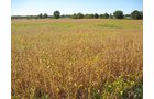 Property photo 32 - 80 Acres Offered in 4 Tracts - Horse Farm